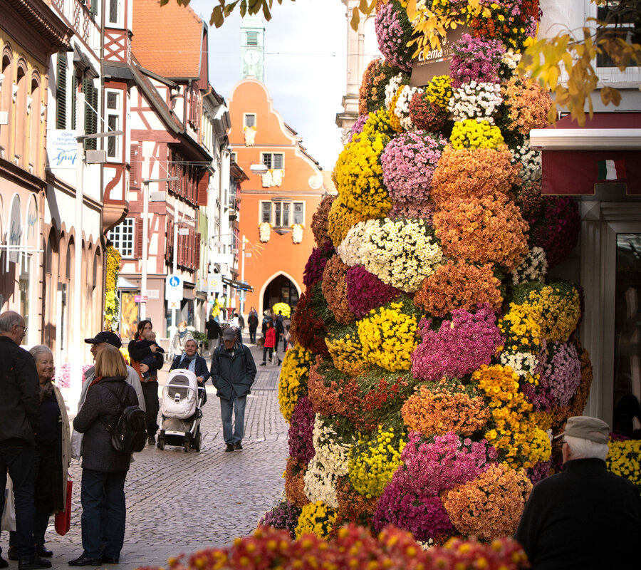 Chrysanthemen in Lahr – Blumen- & Kulturfestival